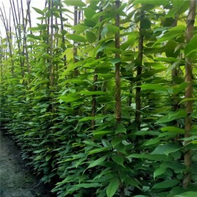 四川油麻藤苗 墻體綠化用 市政景觀綠化油麻藤