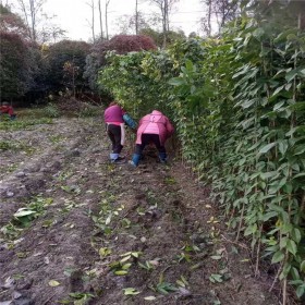 桂花掉葉子是怎么回事？