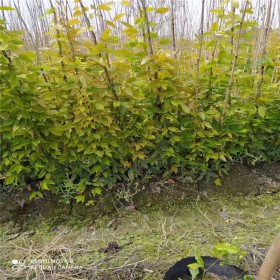 桂花掉葉子是怎么回事？