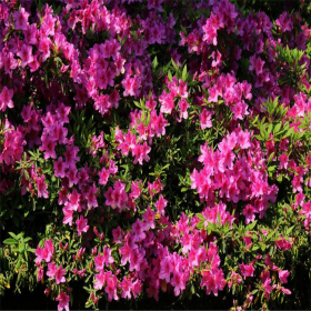 成都杜鵑苗批發(fā) 西洋杜鵑苗批發(fā) 西洋杜鵑苗圃批發(fā)