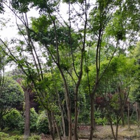 紫紅雞爪槭基地出售 地苗 假植苗 容器苗均有 地徑10-15公分