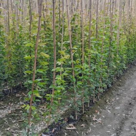 成都爬藤植物多花油麻藤苗 市政高架橋綠化油麻藤苗