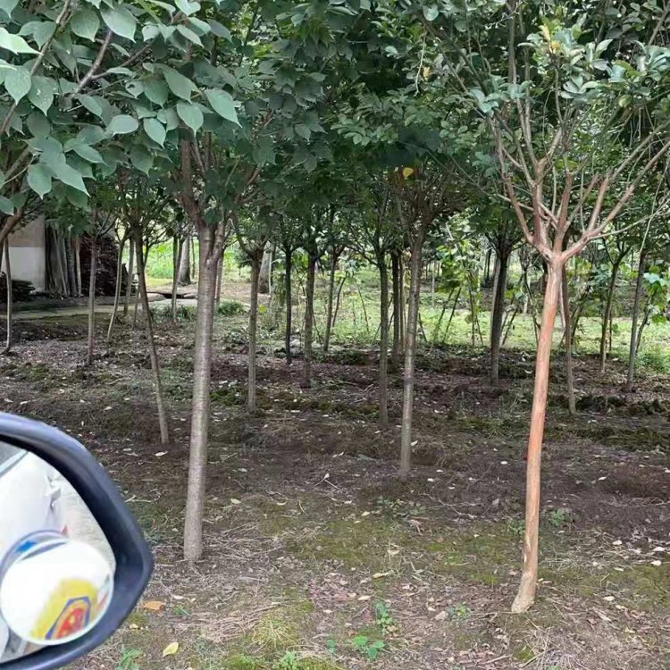 四川行道風(fēng)景櫻花樹(shù) 現(xiàn)挖現(xiàn)賣(mài)園林景觀綠化日本晚櫻