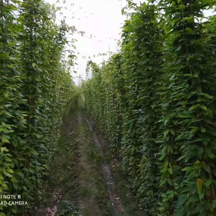 成都油麻藤1-2米價(jià)格 油麻藤工程苗出售 小型園藝場(chǎng)苗木供應(yīng)