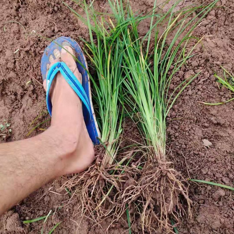 成都麥冬苗基地供應(yīng) 金邊細葉闊葉麥冬苗 矮生基地直銷景觀綠化量大從優(yōu)