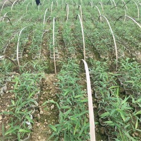 無紡楠竹苗 四川楠竹苗基地批發(fā)  眉山楠竹苗價格