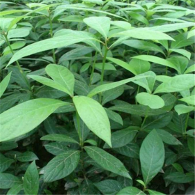 洪雅婭芬苗木種植專業(yè)合作社