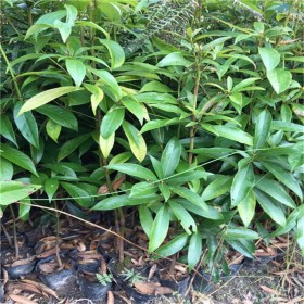 基地批發(fā)小葉楨楠苗珍稀名貴植物 細葉楨楠芽苗