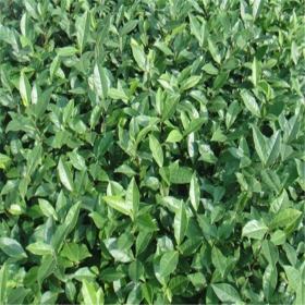 四川蒙山9號茶苗批發(fā)供應(yīng)-蒙山9號茶苗、川茶2號茶苗