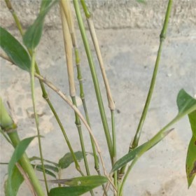 批發(fā)各種風(fēng)景綠化竹子金竹鋼竹楠竹苗風(fēng)景竹主供移栽苗木 青竹 鋼竹 毛竹 竹子耐寒性強