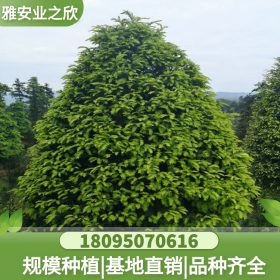 盆栽名貴花卉 常綠植物綠植 南方紅豆杉造型樹 紅豆杉樹種植