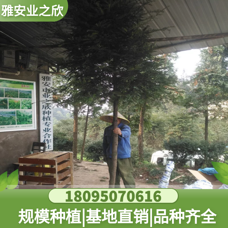 南方紅豆杉樹苗 各種規(guī)格 粗度1-8cm紅豆杉苗 園林綠化苗木 基地出售