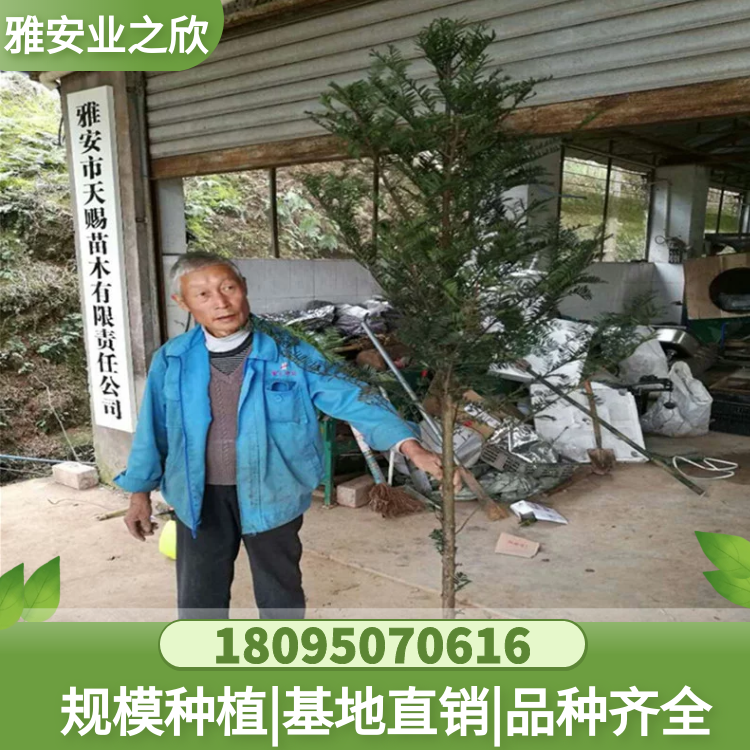 南方紅豆杉樹苗 苗木基地直供 多規(guī)格可選 粗度1-8cm