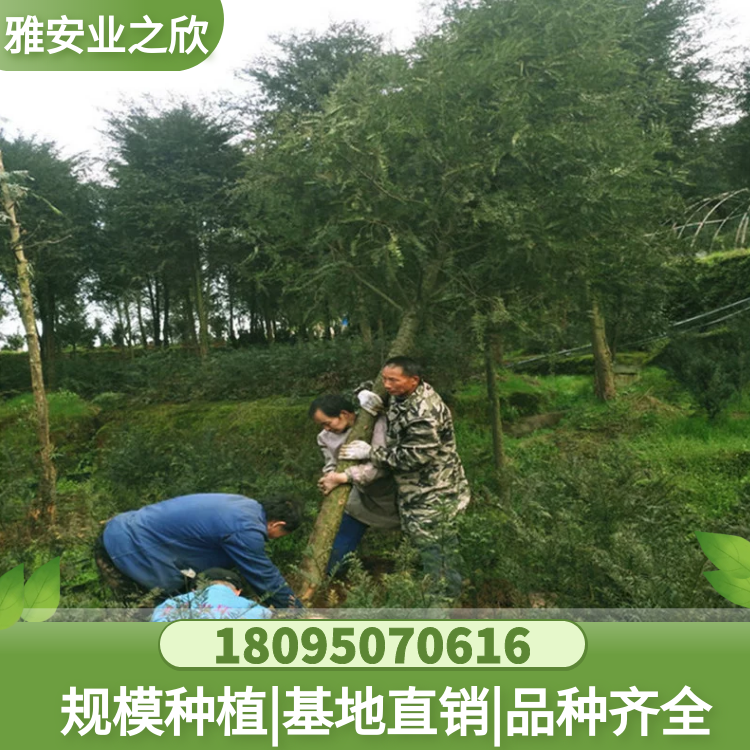 南方紅豆杉樹苗 別墅庭院 園林工程 風(fēng)景綠化樹 多規(guī)格可選