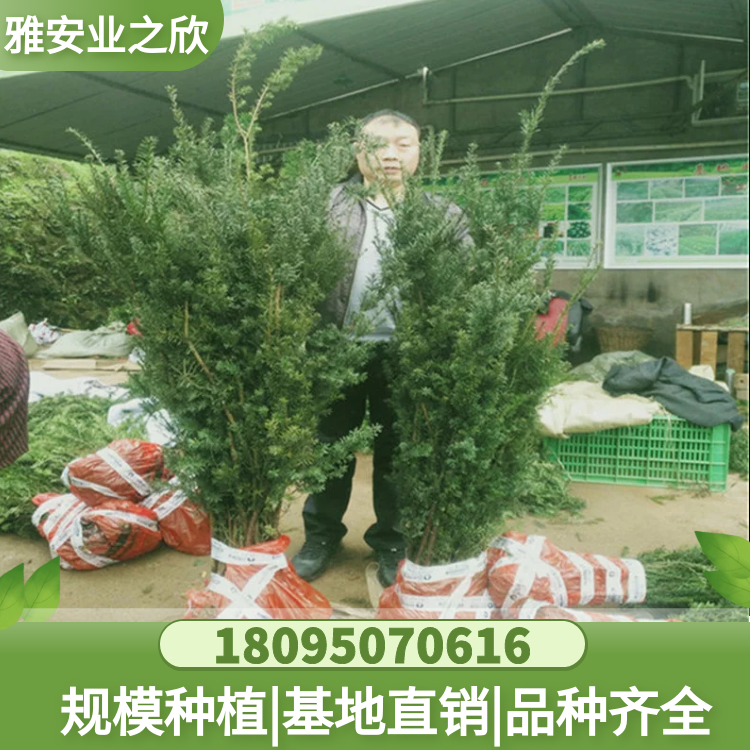 曼地亞紅豆杉移栽苗 苗木基地直供 根系發(fā)達 成活率高