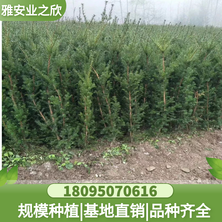 曼地亞紅豆杉移栽苗 基地直供 根系發(fā)達