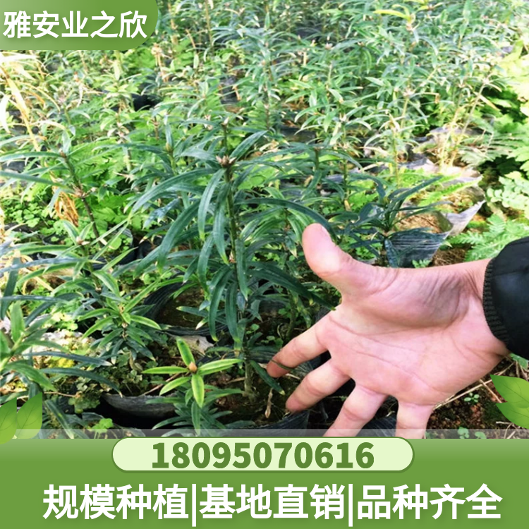 穗花杉樹苗 穗花杉杯苗 優(yōu)價(jià)供應(yīng) 雅安業(yè)之欣苗木基地