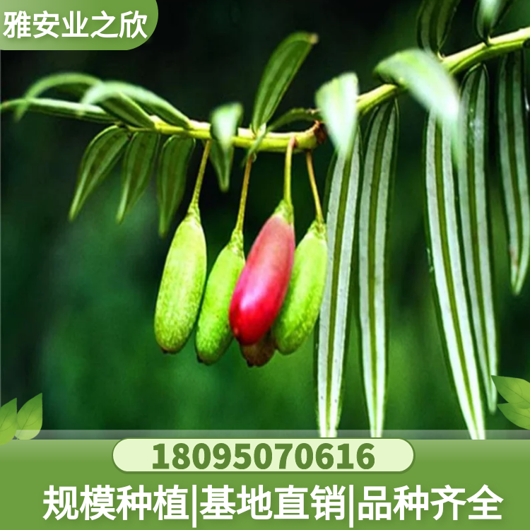 優(yōu)價(jià)供應(yīng) 穗花杉樹苗 穗花杉小苗 杯苗 別墅庭院高檔綠植