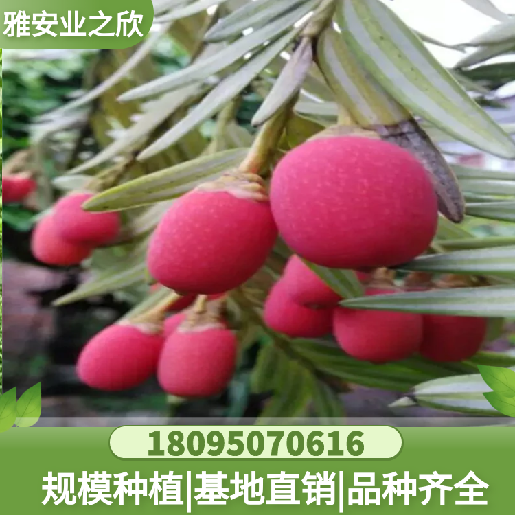 穗花杉果實(shí) 成熟度高顆粒飽滿 雅安業(yè)之欣種子基地