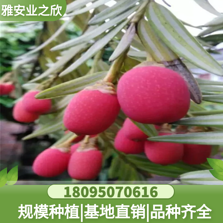 基地出售 穗花杉樹枝條 穗花杉樹枝 穗花杉種子 優(yōu)價(jià)供應(yīng)