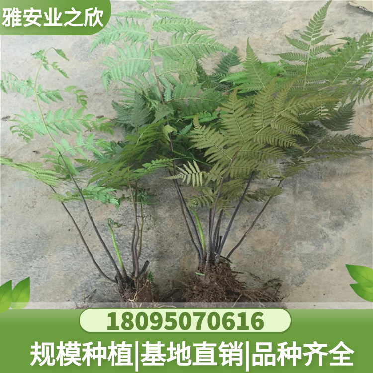 基地出售 珍稀名貴綠植 蕨類植物 刺桫欏樹苗 蛇木黑桫欏小苗