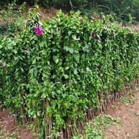 四川細條三角梅批發(fā) 升華花卉基地直銷三角梅