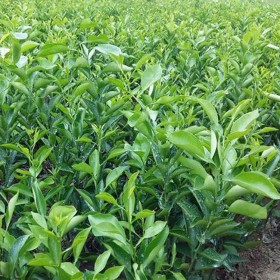 四川皮薄肉脆明日見苗 明日見地苗五月苗 明日見柑橘苗  廠家供應(yīng)