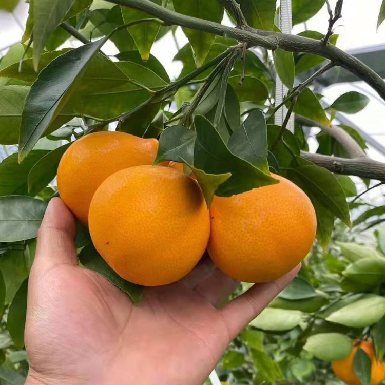 四川正宗黃美人橘子苗 柑橘樹(shù)苗批發(fā) 黃美人柑橘苗品種供應(yīng)