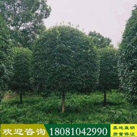 四川桂花苗價(jià)格 苗圃桂花樹(shù)直銷(xiāo) 常年供應(yīng)精品桂花