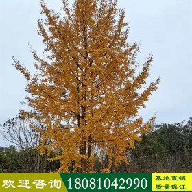 銀杏樹廠家 銀杏苗木報價 銀杏樹供應(yīng)商 銀杏樹生產(chǎn)基地