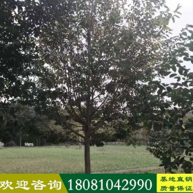 樂昌含笑 樂昌含笑價(jià)格 樂昌含笑專業(yè)培育