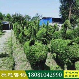 小葉女貞編織造型 成都長(zhǎng)頸鹿編織大象編織園藝小葉女貞動(dòng)物植物動(dòng)物造型大象植物編織