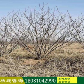 基地批發(fā) 工程苗木 精品梅李 叢生梅李 長年供應 規(guī)格齊全