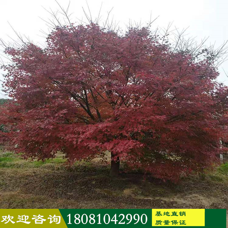 雞爪槭基地批發(fā) 浙江成都精品雞爪槭 雞爪槭產(chǎn)地廠家 批發(fā)各類(lèi)楓葉彩葉樹(shù) 工程別墅庭院苗木