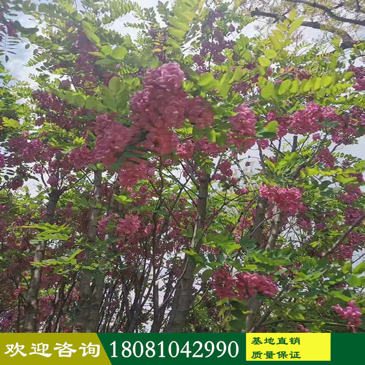 四川苗木基地 香花槐紅花槐基地直銷(xiāo) 工程苗木造林苗木 紅花槐 香花槐產(chǎn)地批發(fā)