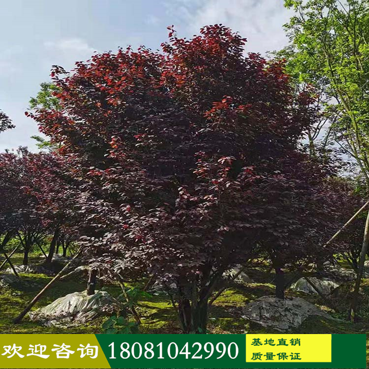 紅葉李紫葉李苗木基地批發(fā) 高分枝紅葉李 矮分枝紅葉李 叢生紅葉李 紅葉李產地 量大從優(yōu) 各類市政工程綠化苗木
