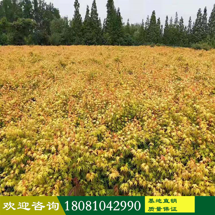 成都溫江苗圃基地 黃金楓五彩楓 各種品種楓葉樹(shù) 工程市政綠化苗木 高端庭院別墅植物 品種齊全