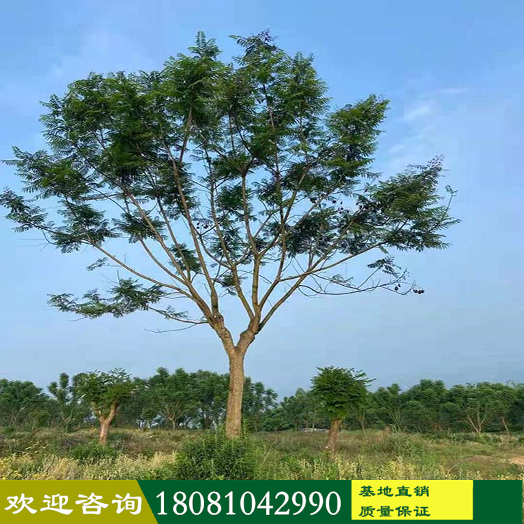 成都溫江苗木基地 藍花楹藍霧樹 高分枝低分枝藍花楹 工程藍花楹 別墅庭院藍花楹 各類工程苗木 規(guī)格齊全產(chǎn)地批發(fā)