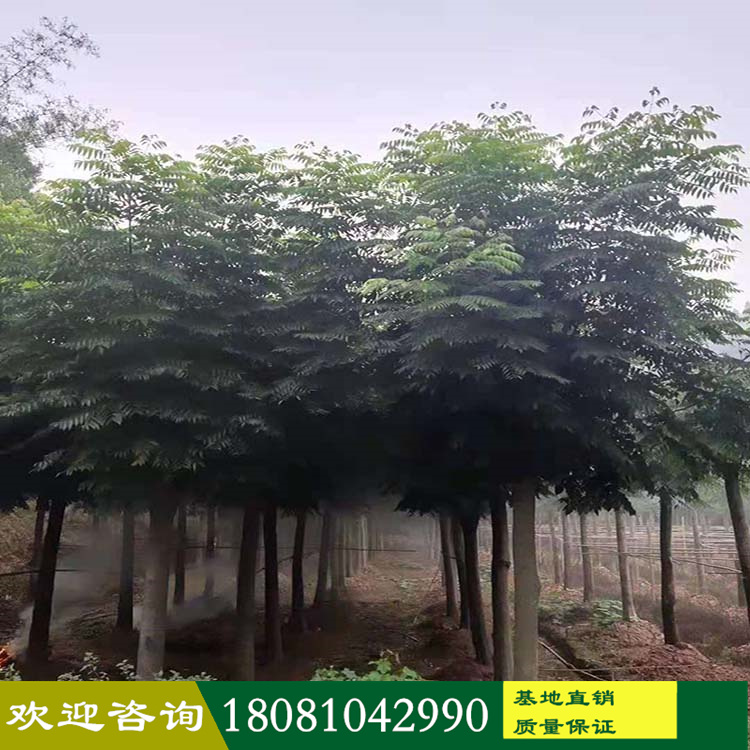苗木基地批發(fā) 行道欒樹 叢生欒樹 南欒樹北欒樹 全冠欒樹 市政房地產(chǎn)綠化苗木 熟貨欒樹