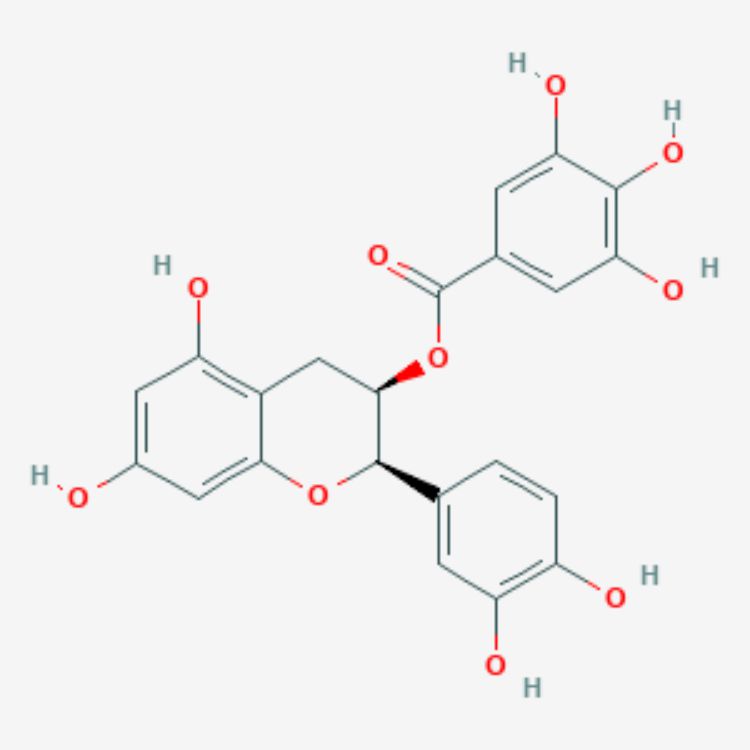 表兒茶素沒(méi)食子酸酯