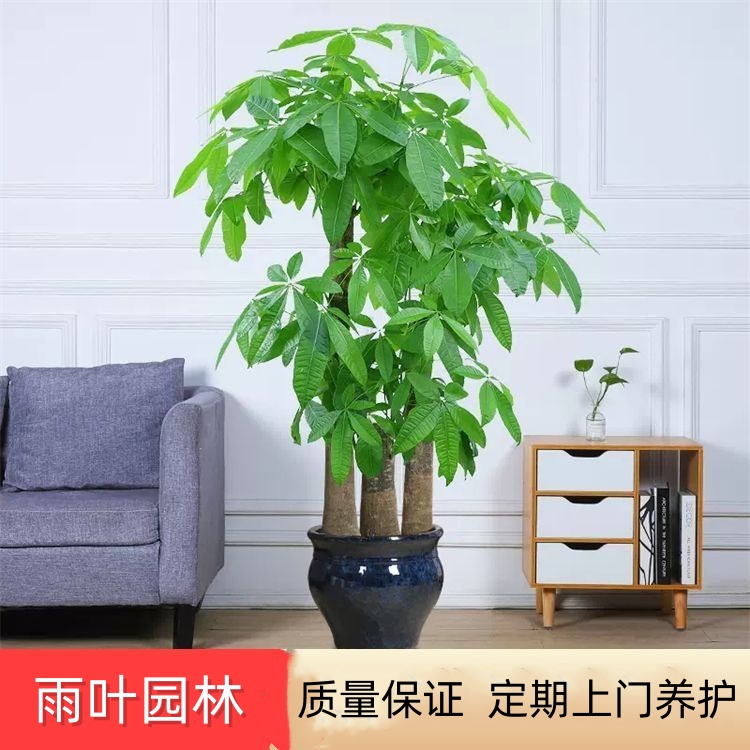 發(fā)財樹 辦公樓綠植租賃 綠化裝飾租擺 枯萎可更換