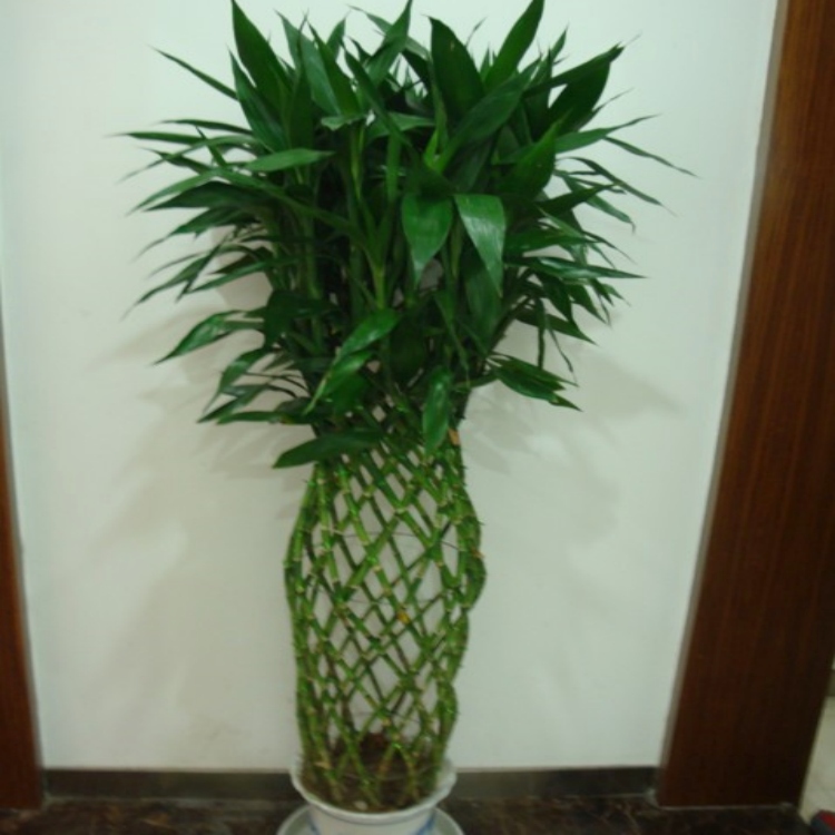 富貴竹 公司綠植租賃 室內(nèi)外綠植租擺 品種齊全 每周上門(mén)養(yǎng)護(hù)