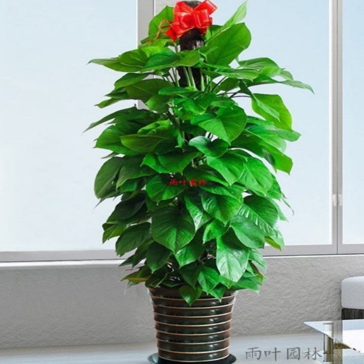 綠蘿 辦公室植物租賃 綠植凈化空氣 盆栽辦公超高性價比