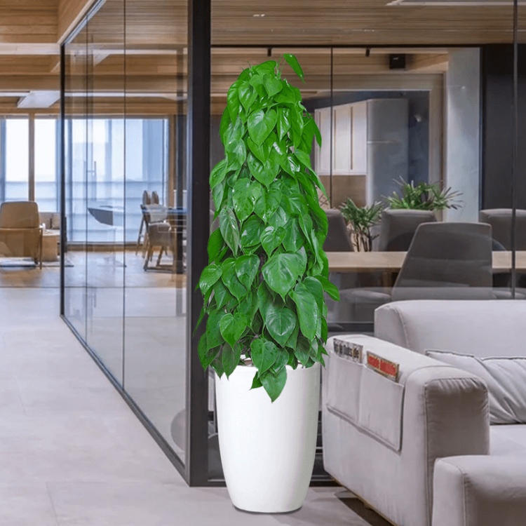 青蘋果 寫字樓綠植租賃 雨葉園林 樓盤酒店植物租擺 凈化空氣