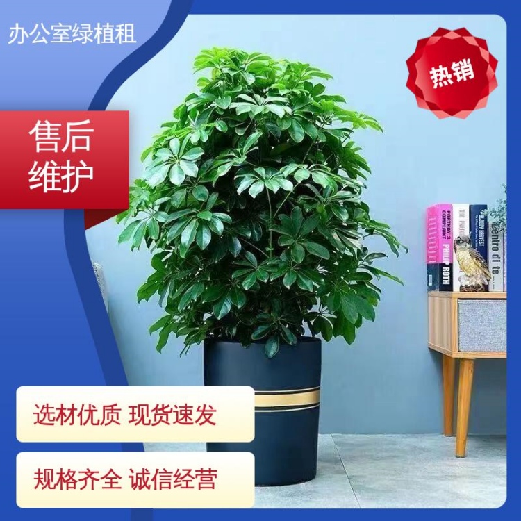 辦公室寫字樓綠植租賃花卉租擺 專業(yè)設(shè)計完善服務(wù) 幸福樹