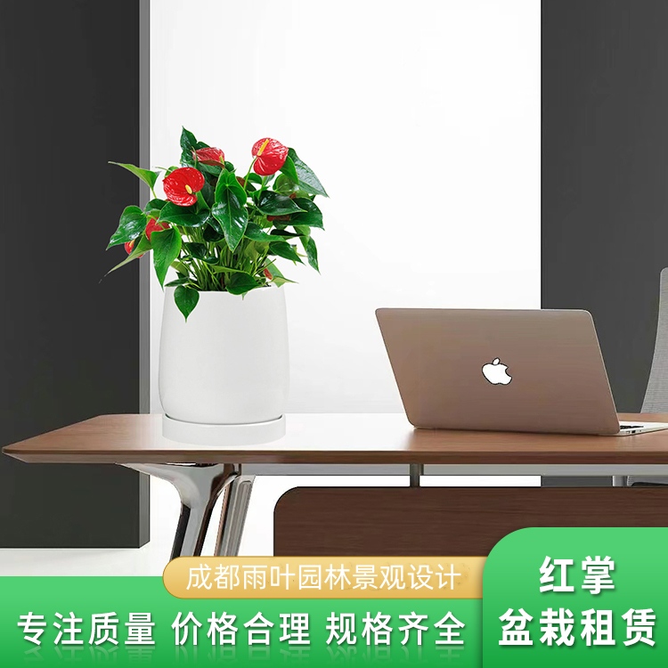 紅掌辦公綠植租賃 花卉租擺 基地直供一站式服務(wù) 定期上門養(yǎng)護