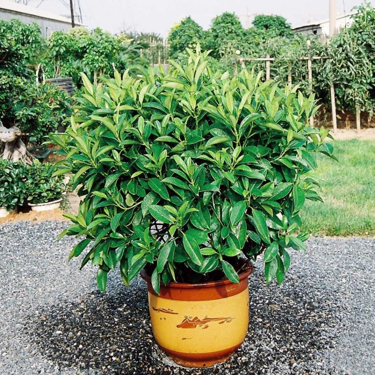 非洲茉莉 辦公室綠植租賃 商場花卉租擺 基地直供 定期養(yǎng)護