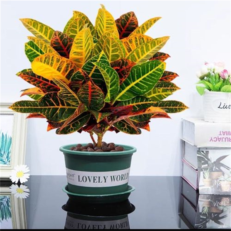 變?nèi)~木 辦公室寫字樓綠植設(shè)計擺放 綠植花卉租賃租擺