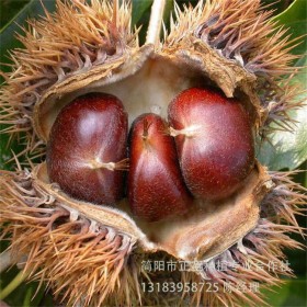 四川優(yōu)質板栗苗 板栗苗批發(fā) 嫁接板栗苗 掛果率苗板栗苗 現(xiàn)貨供應