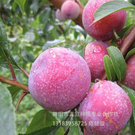 李子苗批發(fā)優(yōu)質李子苗供應廠家 正宣苗場供應李子苗 蜂糖李苗